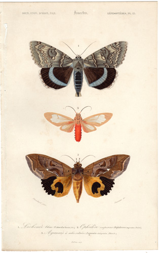 antique prints of Butterflies, Moths